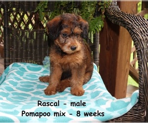 Pom-A-Poo Puppy for sale in CLARKRANGE, TN, USA