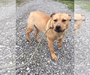Archibald - Male Mutt Dog for Adoption - Photo #18