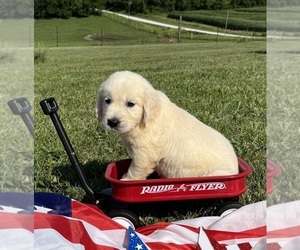 English Cream Golden Retriever Puppy for sale in DEARBORN, MO, USA