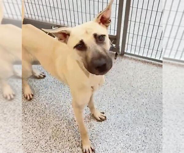Medium Photo #2 Black Mouth Cur-Unknown Mix Puppy For Sale in Houston, TX, USA
