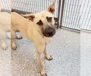 BUGS - Male Black Mouth Cur-Unknown Mix Dog for Adoption - Photo #2