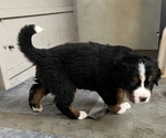 Small #7 Great Bernese