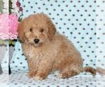 Small Photo #4 Bichpoo Puppy For Sale in RISING SUN, MD, USA