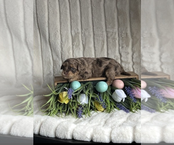 Medium Photo #2 Goldendoodle mix (+ Poodle Miniature) Puppy For Sale in NILES, MI, USA