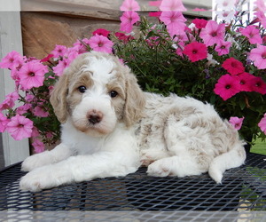 Miniature Labradoodle Puppy for sale in FREDERICKSBG, OH, USA