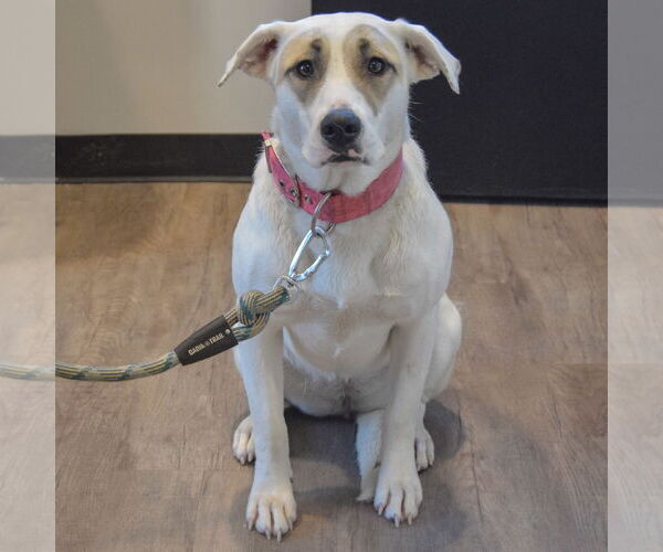Medium Photo #2 Great Pyrenees-Unknown Mix Puppy For Sale in Huntley, IL, USA