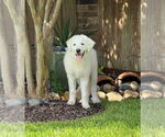 Small #2 Great Pyrenees