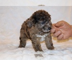 Small #11 Poodle (Toy)