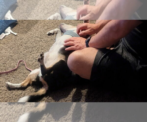 Medium Photo #4 Beagle Puppy For Sale in Holland, MI, USA