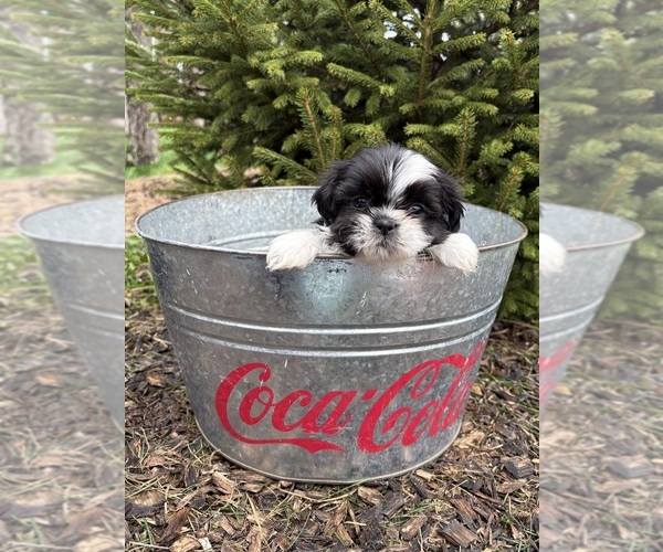 Medium Photo #4 Shih Tzu Puppy For Sale in MIDDLEBURY, IN, USA