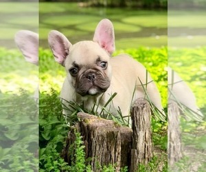 Medium French Bulldog