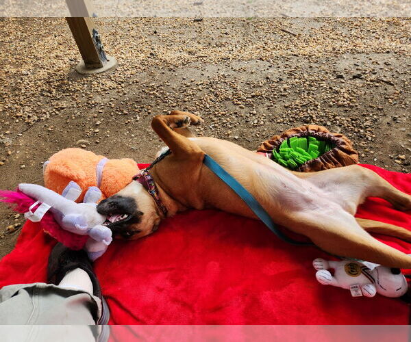 Medium Photo #59 Mutt Puppy For Sale in Philadelphia, PA, USA