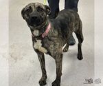 Small #1 Retriever  Mix