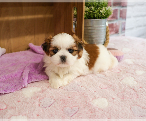 Medium Photo #1 Shih Tzu Puppy For Sale in SYRACUSE, IN, USA