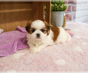 Shih Tzu Puppy for sale in SYRACUSE, IN, USA