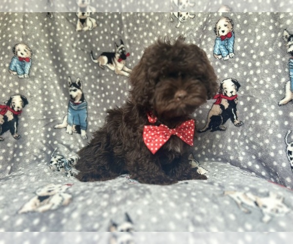 Medium Photo #2 ShihPoo Puppy For Sale in LAKELAND, FL, USA