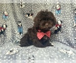 Small #1 ShihPoo