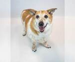 Small #5 Corgi Basset