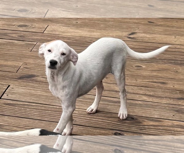 Medium Photo #4 Chihuahua-Unknown Mix Puppy For Sale in Virginia Beach, VA, USA