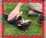 Small #46 Pembroke Welsh Corgi-Scottish Terrier Mix