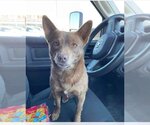 Small Chihuahua