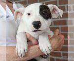 Small #2 Labrador Retriever Mix