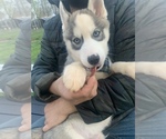 Small Photo #48 Siberian Husky Puppy For Sale in TRIMBLE, MO, USA