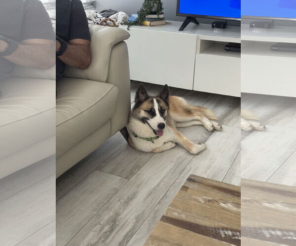 Medium Photo #1 Akita-Huskies  Mix Puppy For Sale in Miami, FL, USA