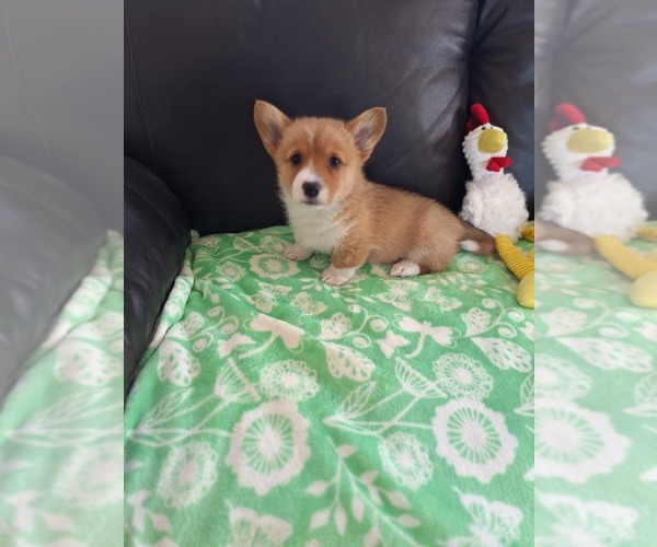 Medium Photo #8 Pembroke Welsh Corgi Puppy For Sale in ARROYO GRANDE, CA, USA