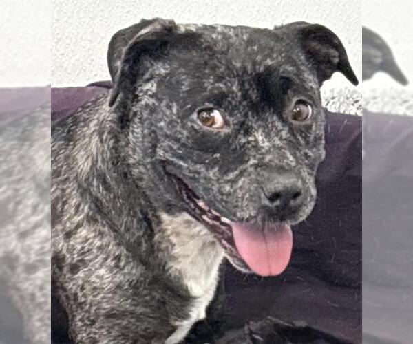 Medium Photo #1 Bulldog-Unknown Mix Puppy For Sale in Redlands, CA, USA