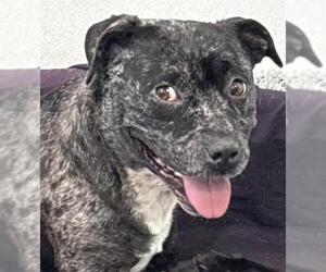 Bulldog-Unknown Mix Dogs for adoption in Redlands, CA, USA