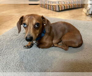 Dachshund-Unknown Mix Dogs for adoption in Boston, MA, USA