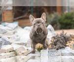 Small #2 French Bulldog