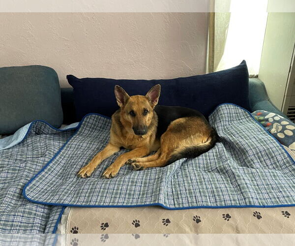 Medium Photo #2 German Shepherd Dog Puppy For Sale in Kansas City, MO, USA