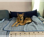 Small #1 German Shepherd Dog