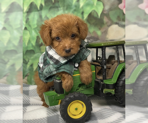 YorkiePoo Puppy for sale in SELLERSBURG, IN, USA