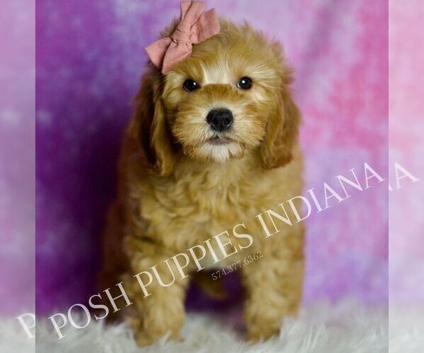 Medium Photo #6 Goldendoodle (Miniature) Puppy For Sale in WARSAW, IN, USA