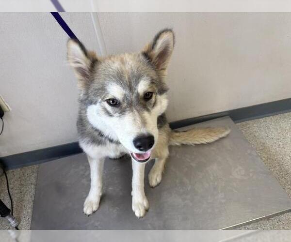 Medium Photo #1 Siberian Husky-Unknown Mix Puppy For Sale in Visalia, CA, USA