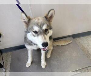 Siberian Husky-Unknown Mix Dogs for adoption in Visalia, CA, USA