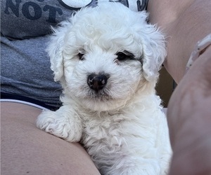 Bernedoodle (Miniature) Puppy for sale in STRONGHURST, IL, USA