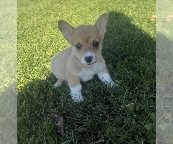 Medium Photo #5 Pembroke Welsh Corgi Puppy For Sale in BELPRE, OH, USA