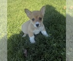 Small #4 Pembroke Welsh Corgi