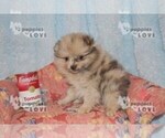 Small Photo #2 Pomeranian Puppy For Sale in SANGER, TX, USA