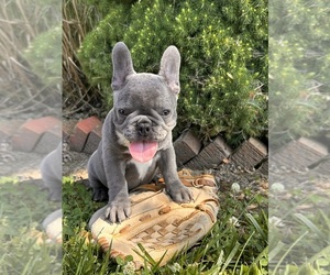French Bulldog Puppy for sale in MIDDLEBURY, IN, USA