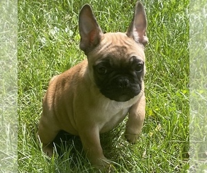 French Bulldog Puppy for sale in MAPLE HEIGHTS, OH, USA