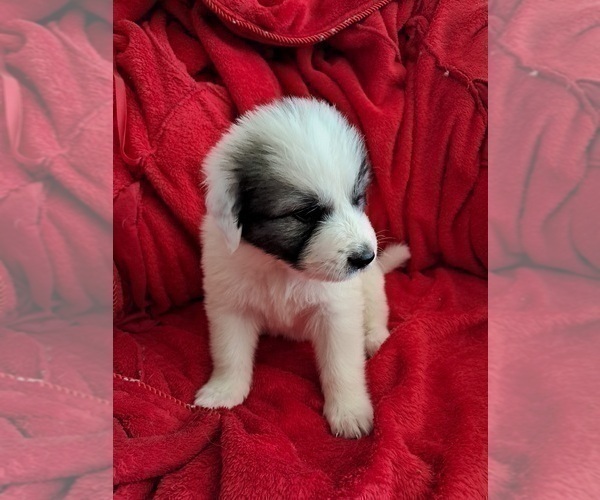 Medium Photo #25 Great Pyrenees Puppy For Sale in BANCROFT, WI, USA