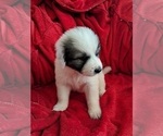 Small Photo #25 Great Pyrenees Puppy For Sale in BANCROFT, WI, USA