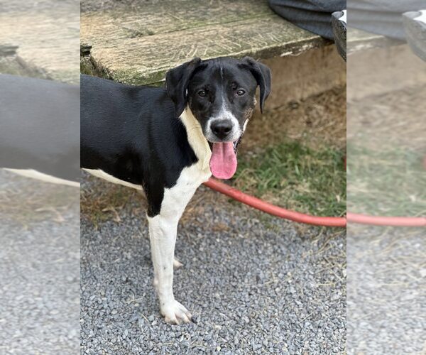 Medium Photo #3 Labrador Retriever Puppy For Sale in Low Moor, VA, USA