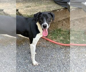 Luna - Female Labrador Retriever Dog for Adoption - Photo #3