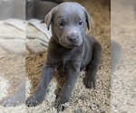 Puppy Griffey Labrador Retriever